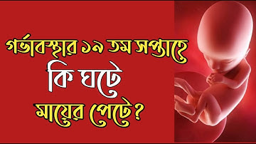 গর্ভাবস্থার ১৯ তম সপ্তাহ। 19 Week Pregnancy bangla । Pregnancy Week by Week Bangla