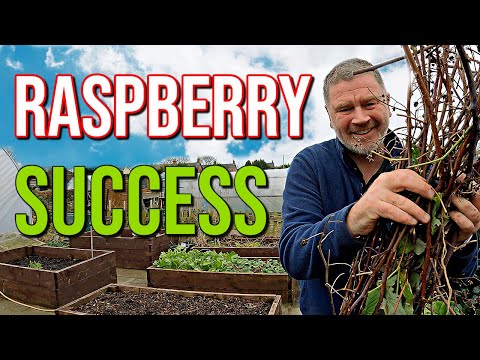 Video: How to plant raspberries in the fall: a step-by-step guide