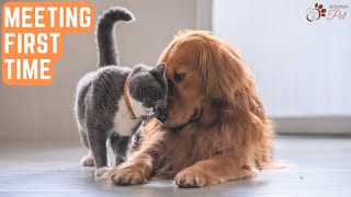 How to Introduce a Dog to a Cat!