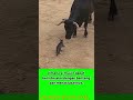 The bull is under a spell🤪😜#shorts #status #comedy #funny #fyp