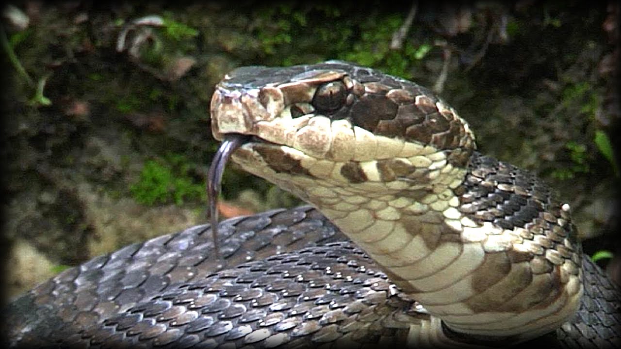wildlife conservation society wcs Alligator passing Cottonmouth 03 Music
