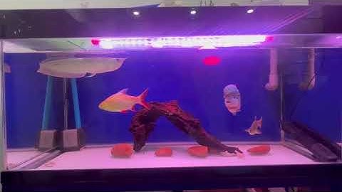 Hồ Cộng Đồng - Ghép La Hán Với Cá Rồng Chung Và Cách Cho Ăn