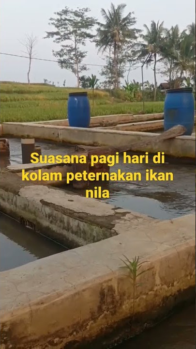 KOLAM BUDIDAYA IKAN NILA