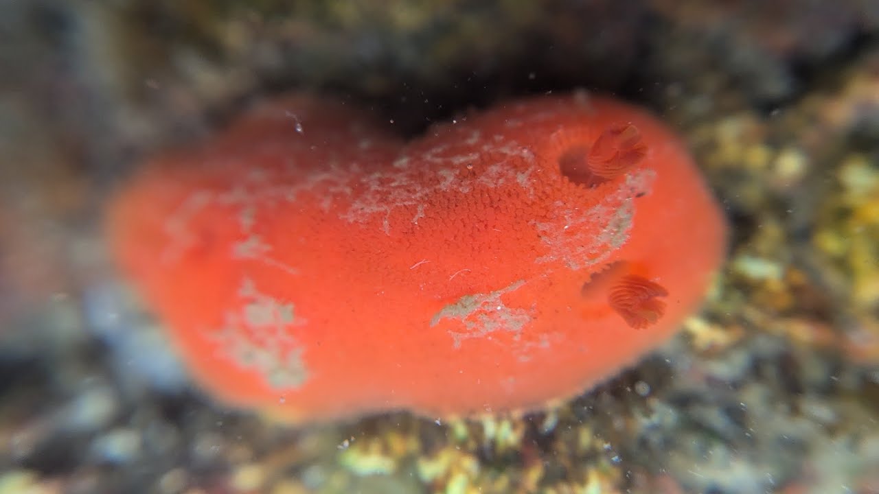 Rostanga pulchra - red dorid dudes of vancouver island