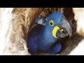 view This Colorful Parrot Lives Inside the Trunk of These Trees (4K) digital asset number 1