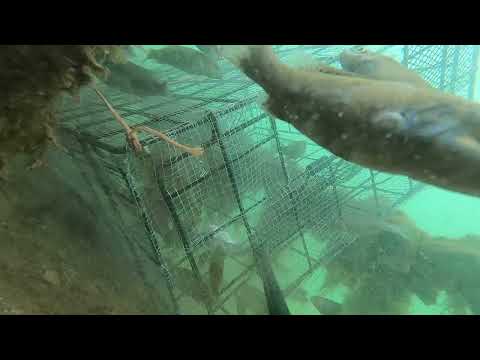 An amazing fish <strong>enters</strong> Fish Trap.