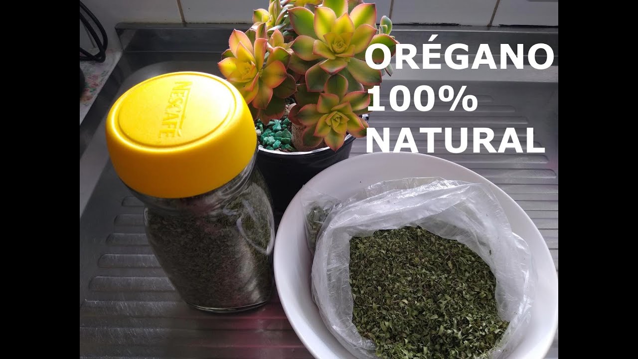 COMO COLHER, SECAR E ARMAZENAR O ORÉGANO