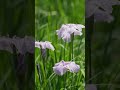 生田緑地 菖蒲園 2025/06/01 Cinematic #flowers #生田緑地  #菖蒲 #ikutaryokuchi #nature #photography