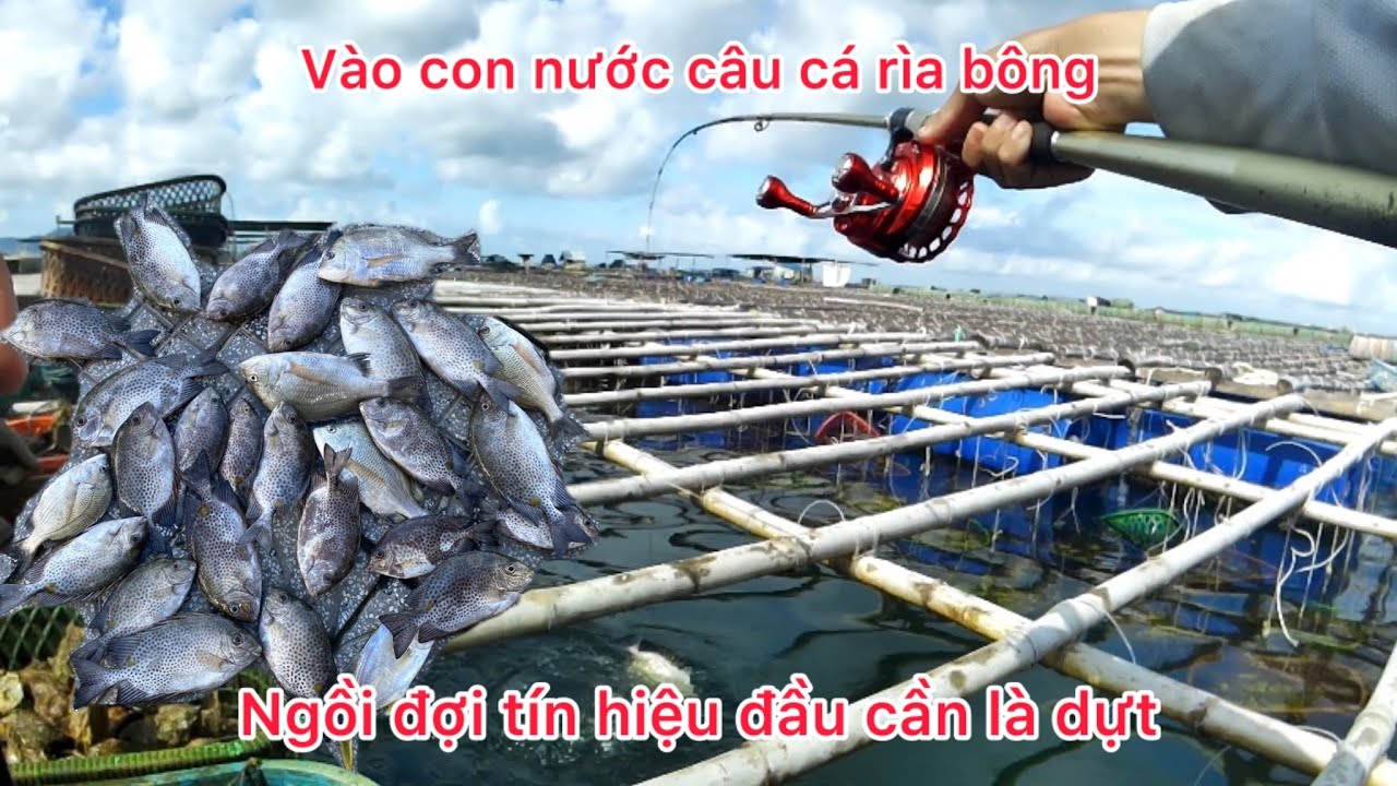 (48) vào con nước câu cá rìa bông thả mồi ngồi đợi là có cá - YouTube