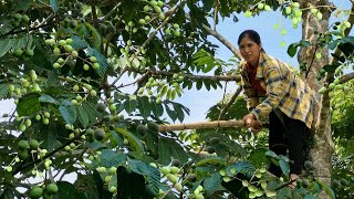 Harvesting Canarium Tree Goes To The Market To Sell - Animal Care Tran Thi Huong