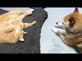 柴犬が大好きな猫はお返事しながら駆け寄りそばでお座りしちゃいます