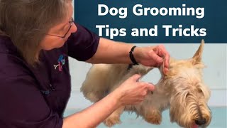 2 Scottish Terrier Haircuts at the dog grooming salon. Unedited video. One is a Wheaten Scotty!