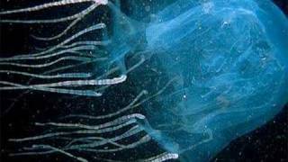 Watch Scared Weird Little Guys Deadly Animals come To Australia video