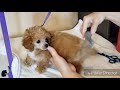 Grooming toy poodle puppy