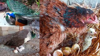 Place the peacock eggs under the hen || after 28 days beautiful peacocks babys hatched 😍