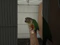 i love #conures