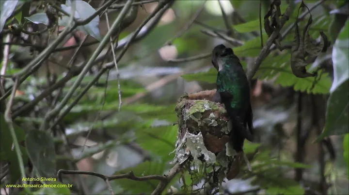 Violet-capped Woodnymph feeding your babies in the...