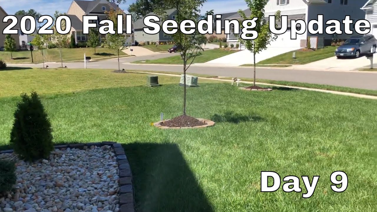 Fall Overseeding Update Day 9 YouTube Fall overseeding update day 9 youtube