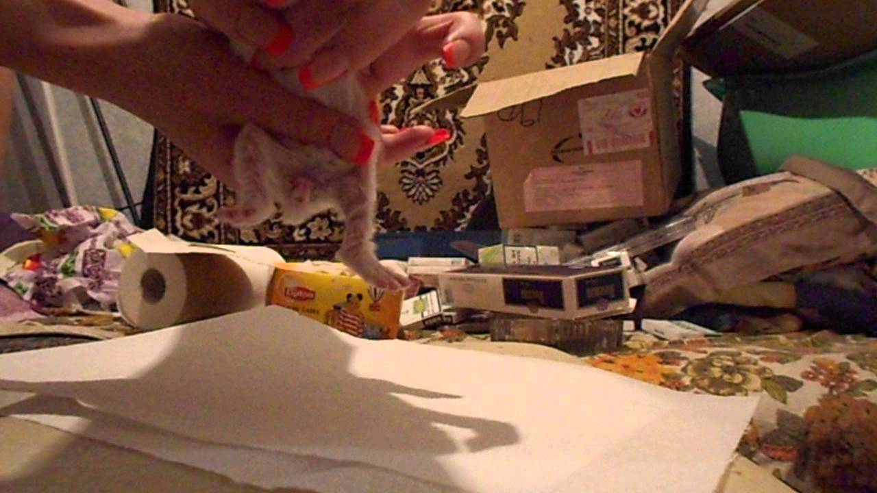 Искусственное вскармливание крольчат.Массаж живота