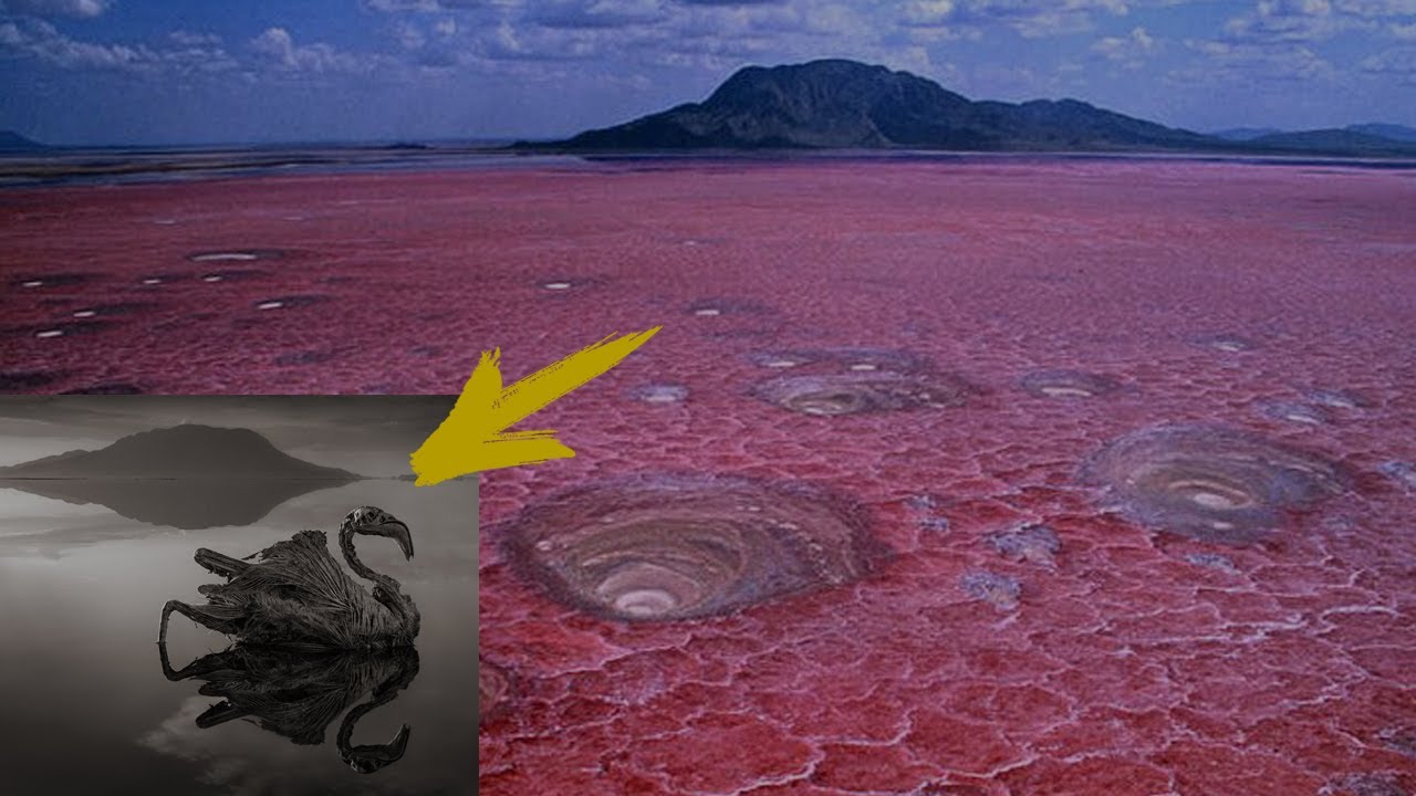 This lake turns all life into stone