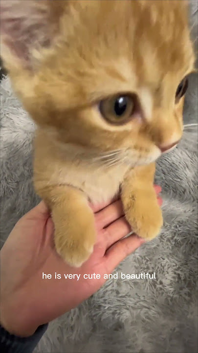 funny Cat and beauty