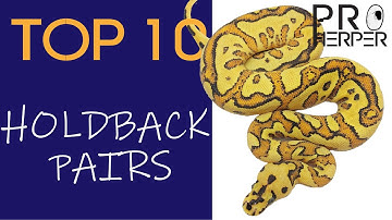 Top 10 holdback ball python pairs of 2022!
