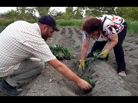 Video: Ի՞նչ է մինչև գյուղատնտեսությունը: Որո՞նք են առավելություններն ու թերությունները: