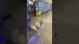 Tony’s PetSmart Birthday trip