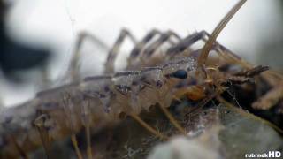 centipede spider super