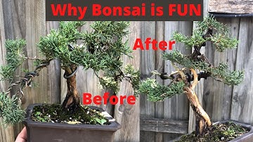 Why bonsai is Fun - Shimpaku juniper bonsai styling create bonsai before and after