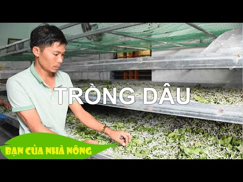 Trống dâu nuôi tắm theo hướng công nghệ cao – Kiến thức hay cho nhà nông