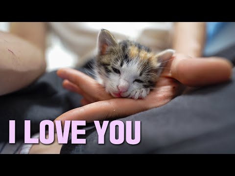 WHY DOES 4 WEEK OLD RESCUED KITTEN <strong>LOVE</strong> TO SLEEP IN MY <strong>HANDS</strong>?