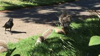 Squirrel Breakfast Chaos at the Wild Rose Cafe
