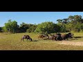 Buffalo charging at Sri Lankan Leopard