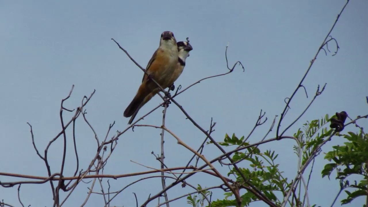 Aviturismo en Paraguay