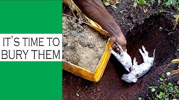 The Mistake That Occurred On My Pig Farm (Very Sad! Piglets Mortality)