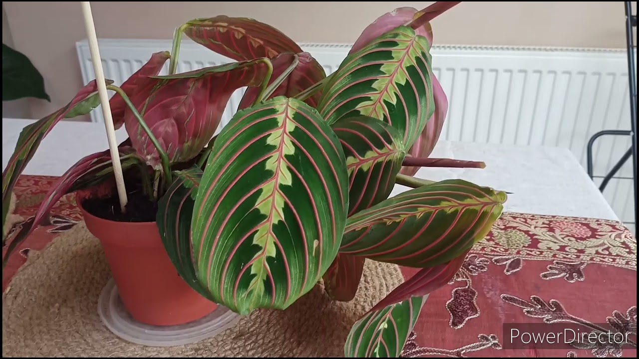 How to care Maranta Fascinator Plant 