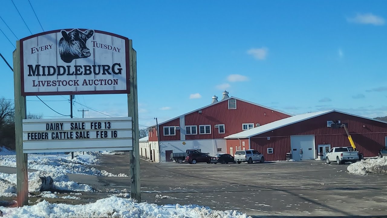 Middleburg PA livestock auction farm animals agriculture food 