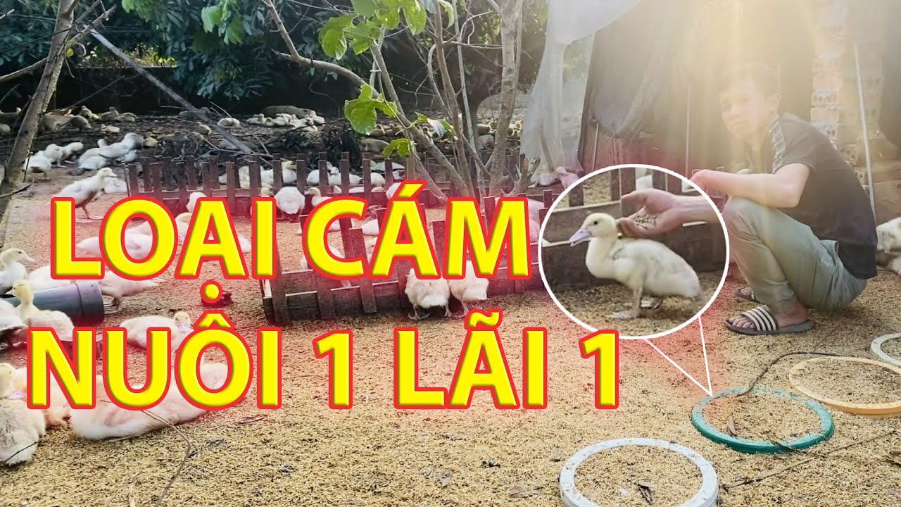 Chia Sẻ Công Thức Phối Trộn Thức Ăn Cho Vịt, Ngan | Mô Hình Nuôi Vịt Thịt Tại Bắc Giang (Phần 2)