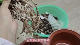 兰花水晶根长的这么多,植料配置处理以及栽种方法很关键