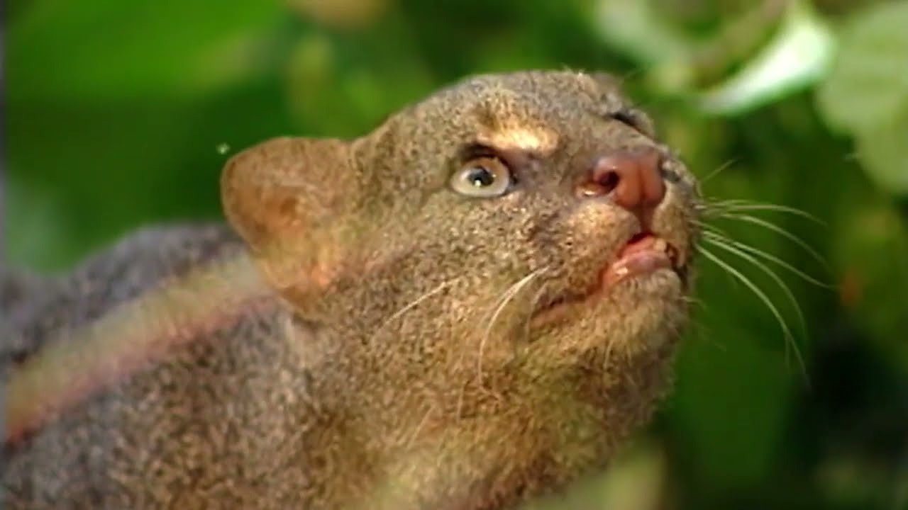 Ягуарунди - маленькая пума ,любительница сладких фруктов