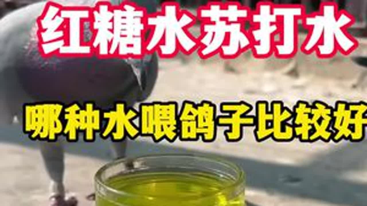 小雪节气前后红糖水苏打水，哪个水喂鸽子比较好？#鸽子 #鸽子养殖技术 #养鸽人 #养鸽子