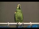 Blue Fronted Amazon Mario 11 months