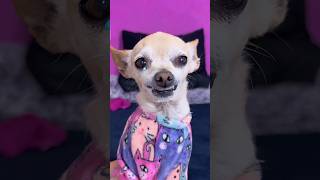 Pelitos Está Muy Chueca