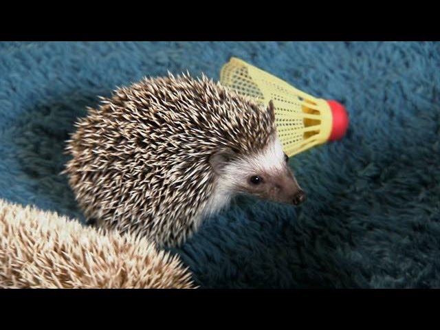 Hedgehogs Go Tubing Too Cute Youtube