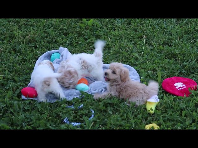 Buttercup video thumbnail