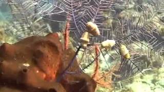 Turks and Caicos 2010