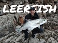 Shore jigging  big leerfish solo fishing lichia amia