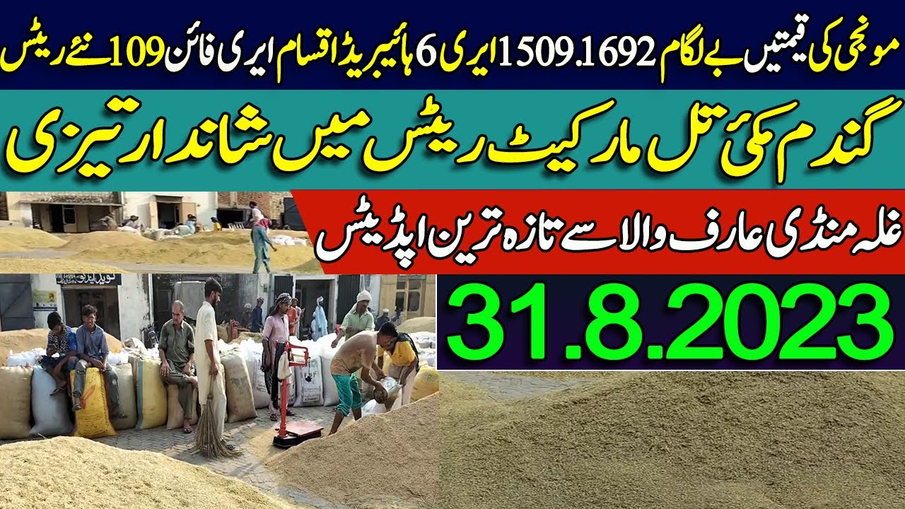 New Munji Makki Wheat Till Rates Dhan Price Galla mandi arifwala 31