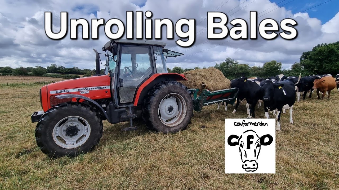 Feeding heifers with a round bale unroller.